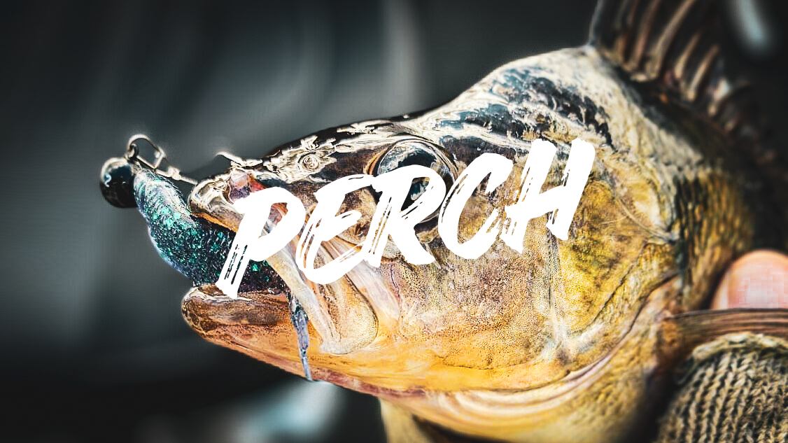 Perch