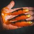 Curly Creeper Orange Tiger 10 cm - 2pcs