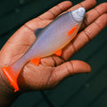 Jones Roach UV Roach 14cm