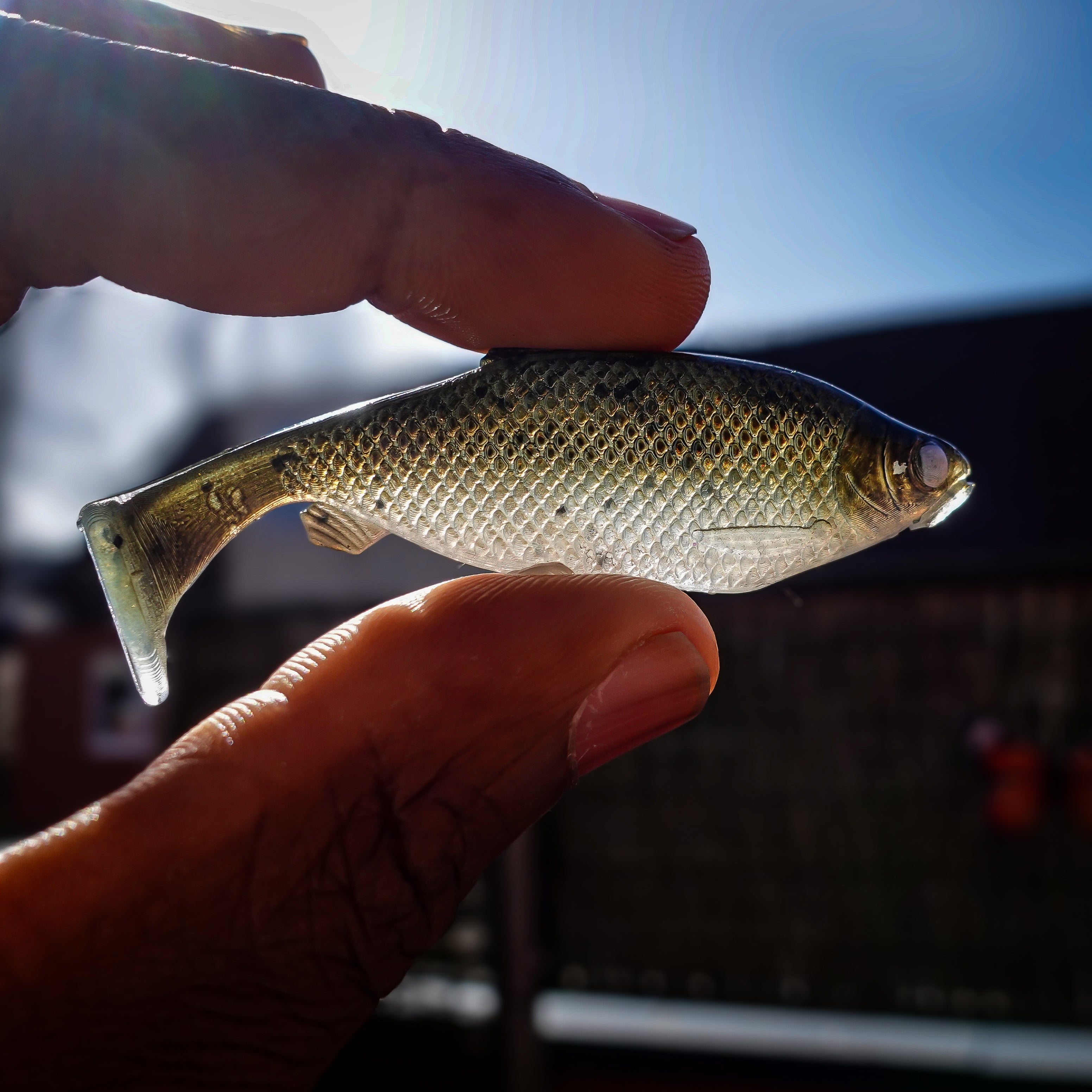 Jones Roach AI 6cm - 4pcs