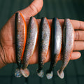 Theseus Mean Machine 12cm -4pcs