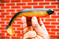 Pike Catcher Golden Roach 18cm