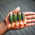 Jones Roach Motoroil Perch 7cm - 4pcs