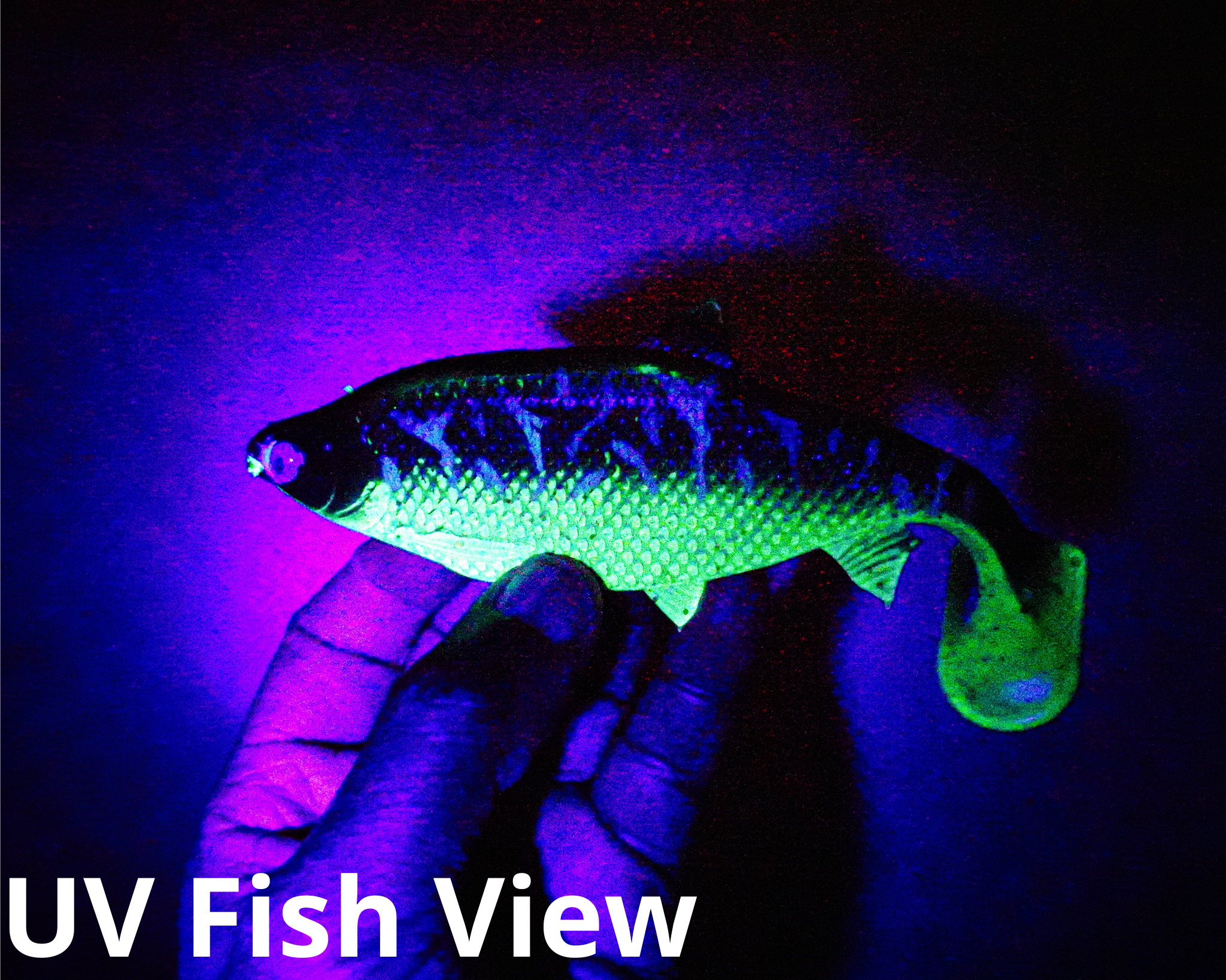 Jones Roach Motoroil Hulken 15cm