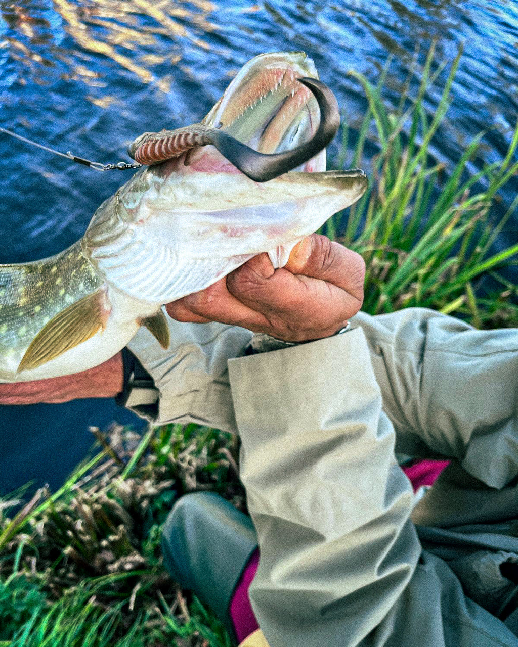 Curly Creeper Blacked Tailed 10 cm - 2pcs
