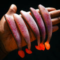 Theseus Bleeding Roach 12cm -4pcs