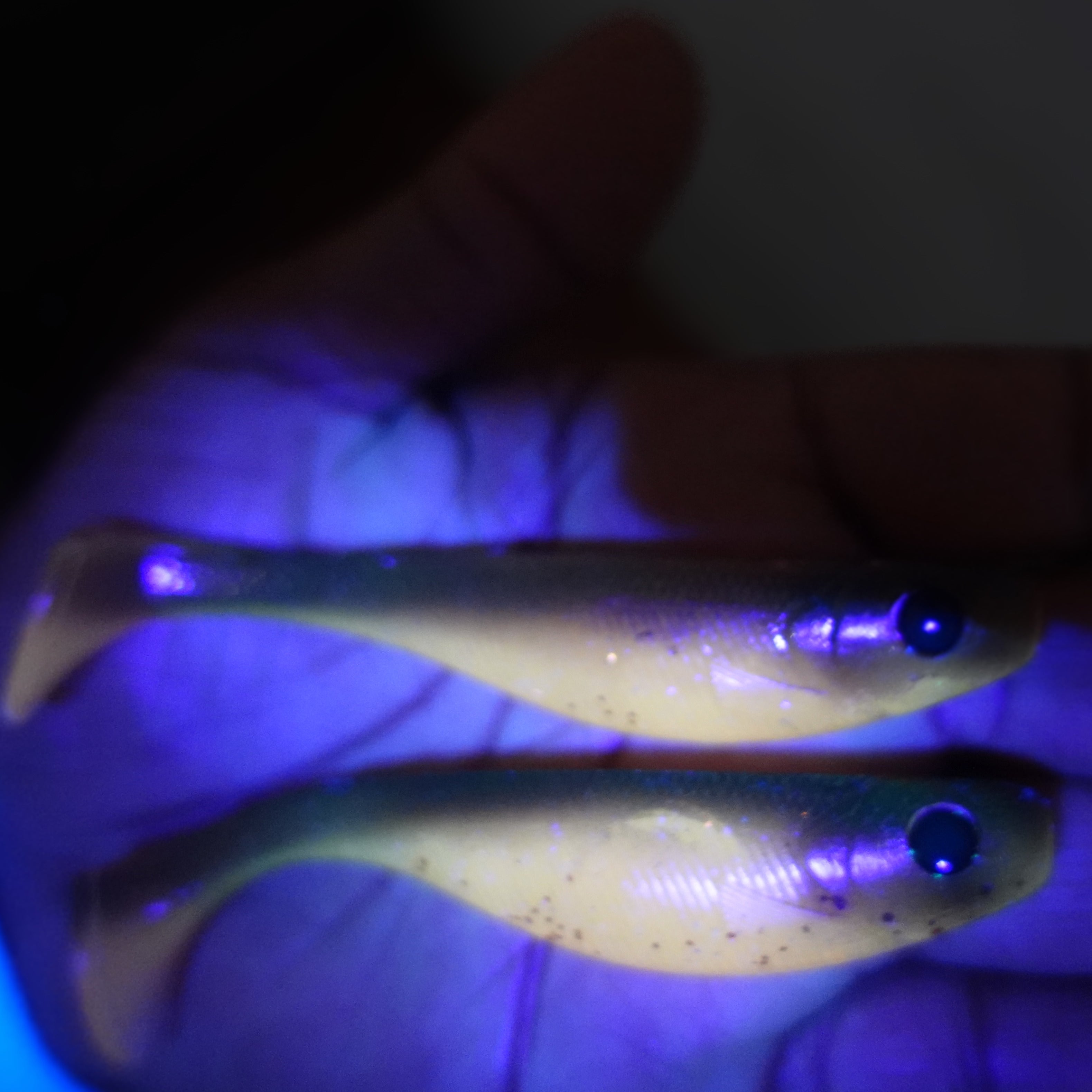 Powersnack Motoroil Royale 10cm -3pcs