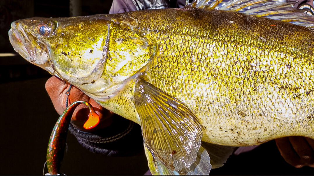 Theseus Motoroil Perch 12cm -4pcs